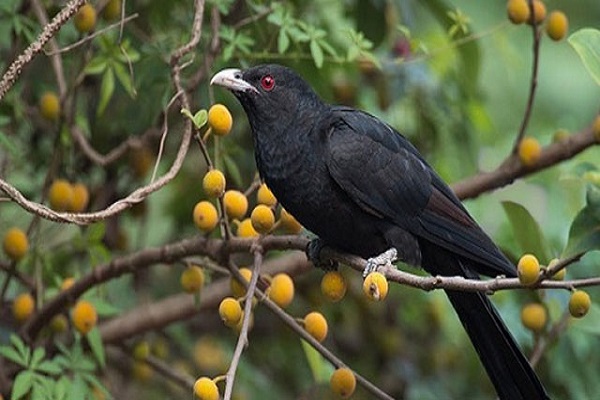 Tu hú kêu là điềm báo gì? Đánh con gì dễ trúng-1