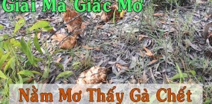 giấc mơ thấy gà chết