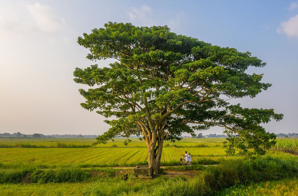 nằm mơ thấy cây cổ thụ 