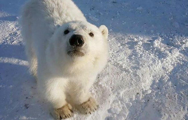 Ý nghĩa giấc mơ thấy gấu Bắc Cực