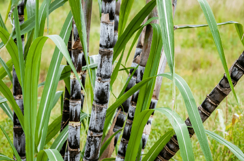 Mư thấy cây mía